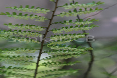 Phyllanthus polyphyllus